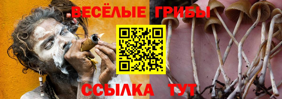 Псилоцибиновые грибы Cubensis Котовск